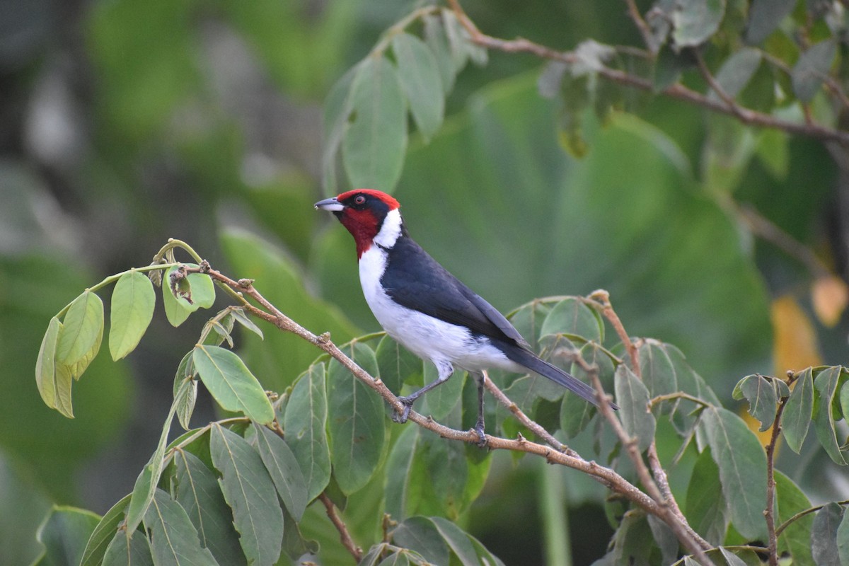 Masked/Red-capped Cardinal - Nicolas Camargo Lopez