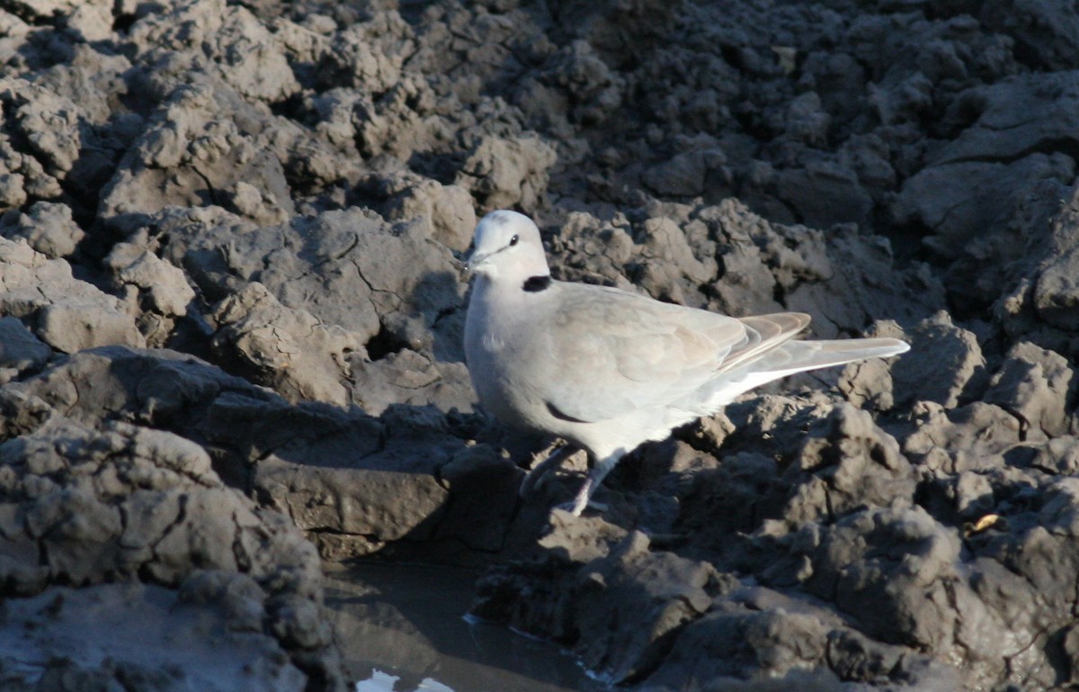 Ring-necked Dove - ML47760111