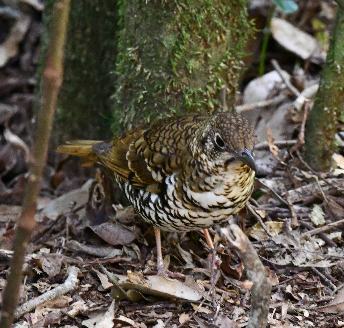 Bassian/Russet-tailed Thrush - ML477602041