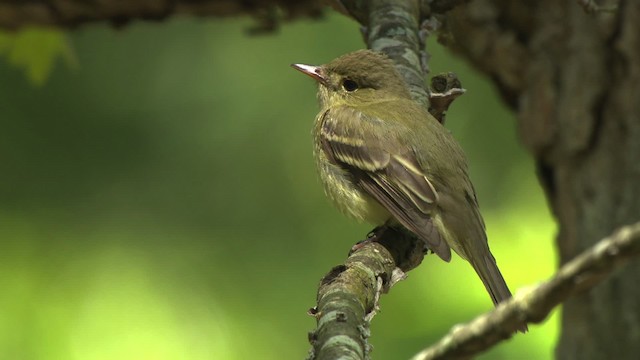 Buchenschnäppertyrann - ML477603