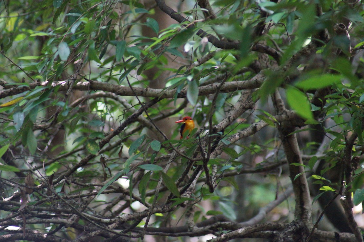 Black-backed Dwarf-Kingfisher - Rashmi Bopitiya