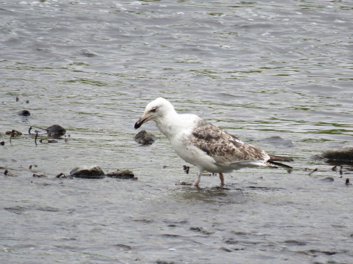 Great Black-backed Gull - Brian Henderson