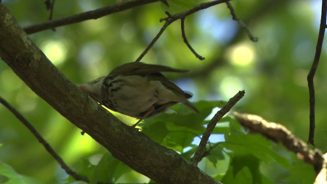 Ovenbird - ML477604