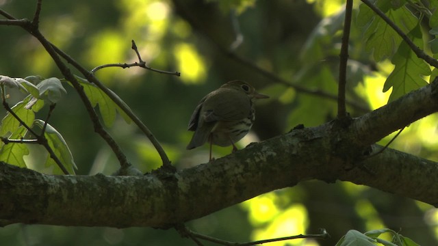 Ovenbird - ML477605