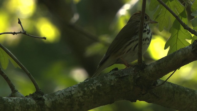 Ovenbird - ML477606