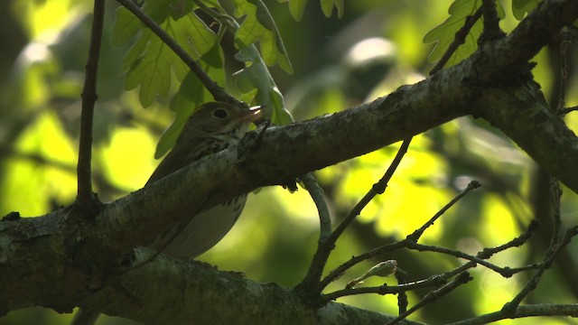 Ovenbird - ML477607