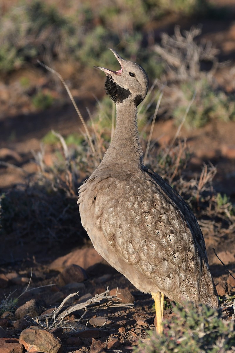 Karoo Bustard - Jens De Bruycker