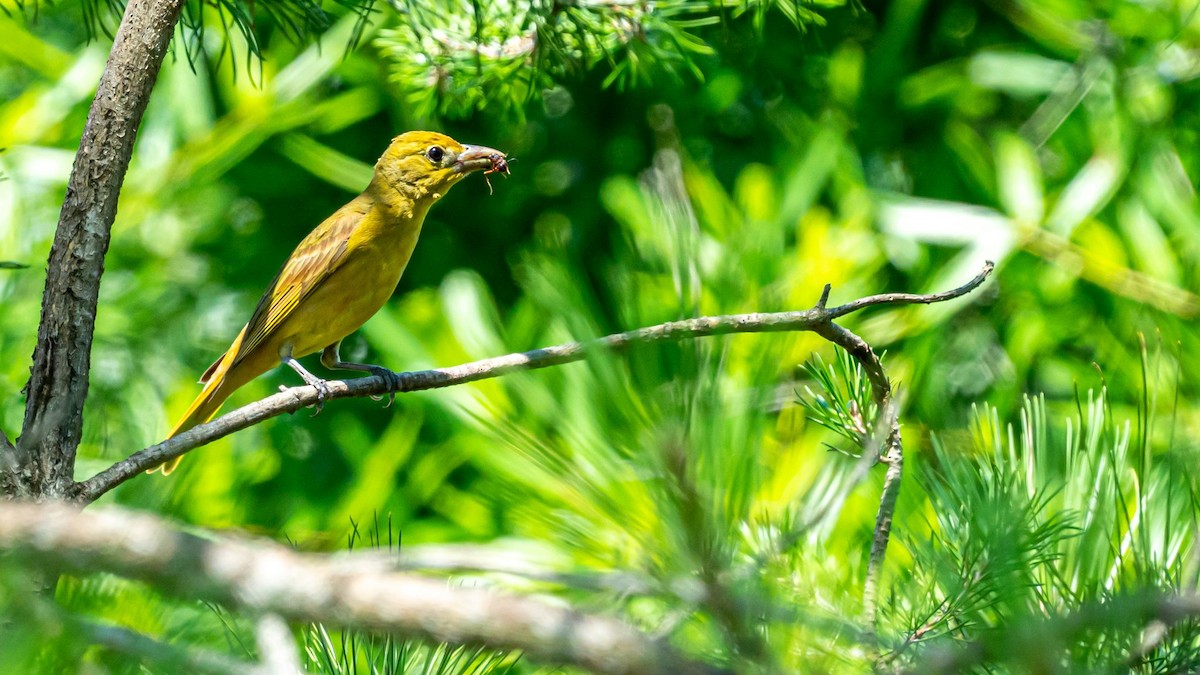 Summer Tanager - ML477608471