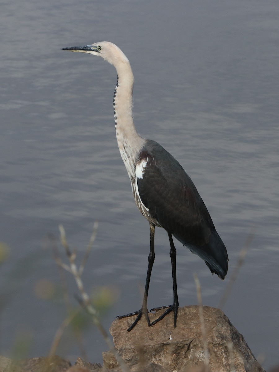 Pacific Heron - ML477608681