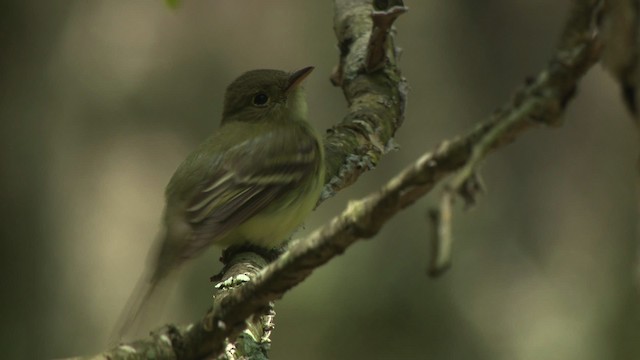 Buchenschnäppertyrann - ML477609