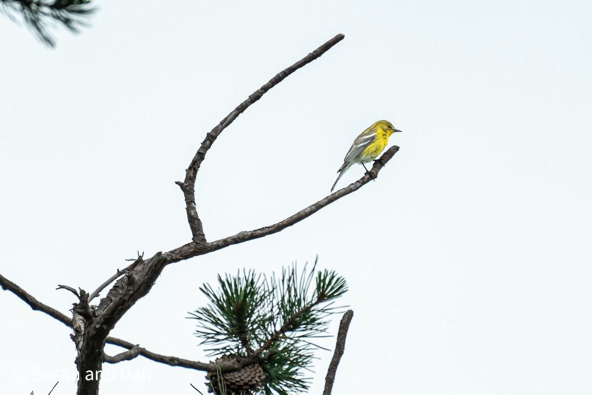 Pine Warbler - ML477609731