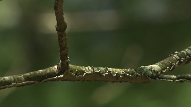 Acadian Flycatcher - ML477610