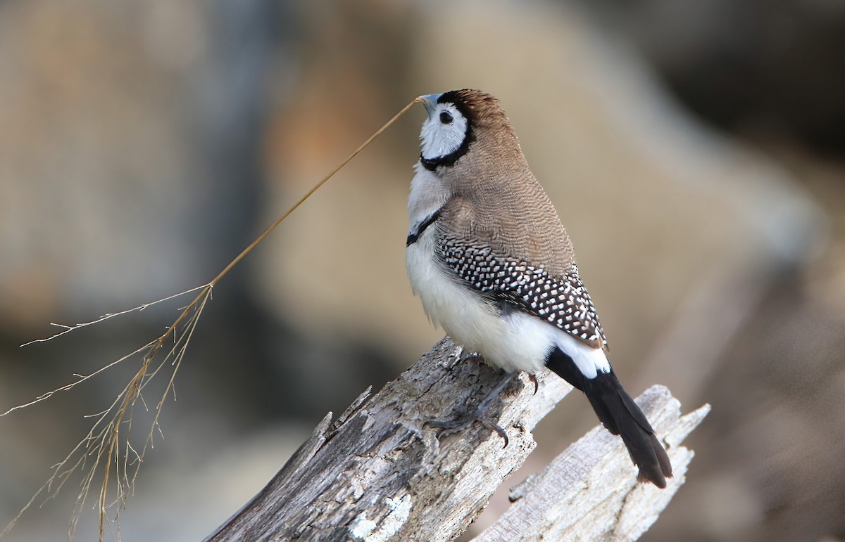 Double-barred Finch - ML477610181