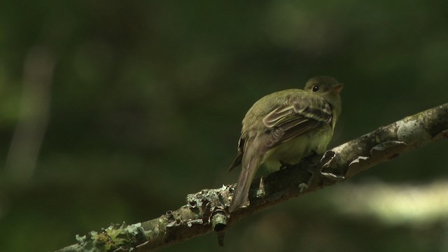 Moucherolle vert - ML477611