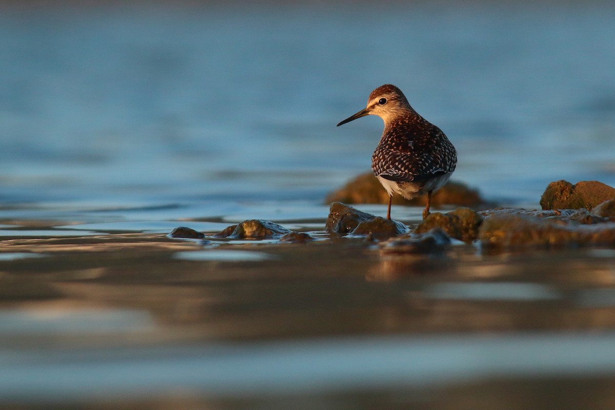 Wood Sandpiper - Jordan Grau