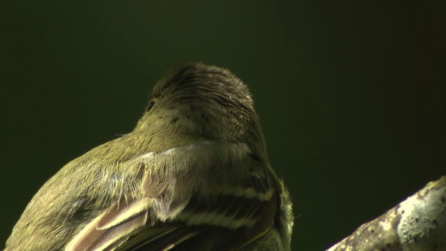 Acadian Flycatcher - ML477612