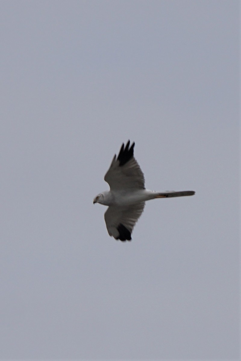 Pallid Harrier - ML477612191