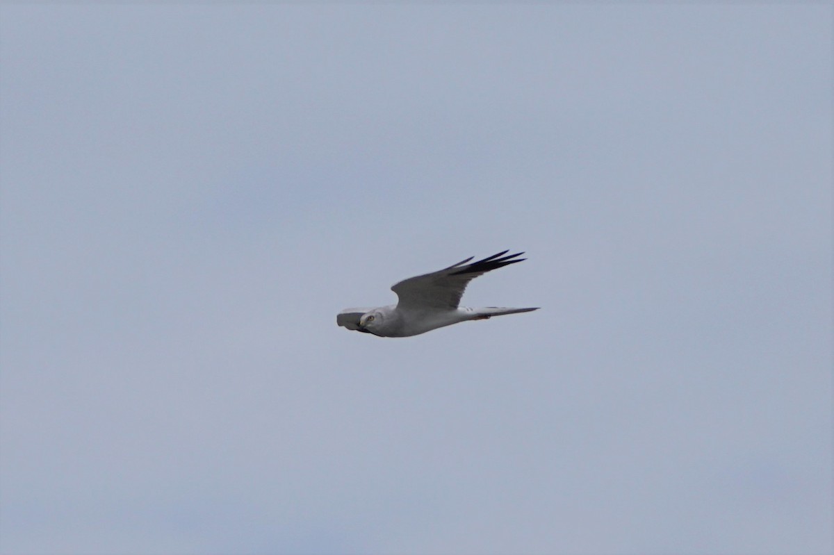 Pallid Harrier - ML477612201