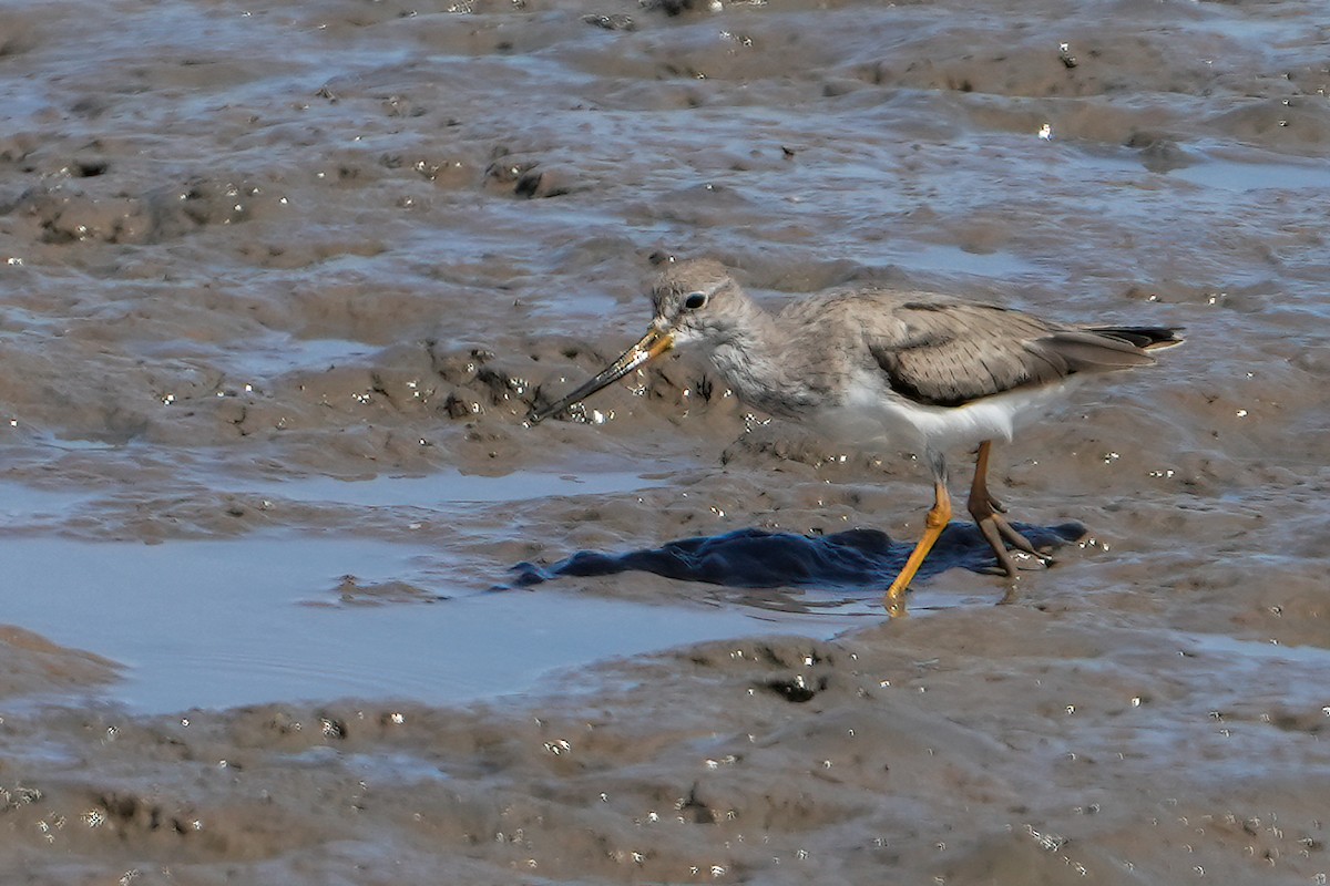 Terekwasserläufer - ML477613371