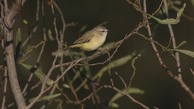 Acanthize à croupion jaune - ML477613661