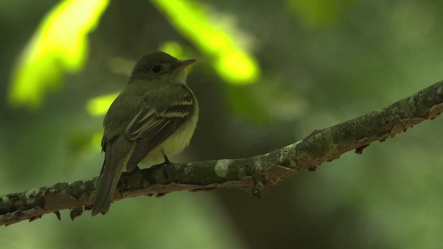 Buchenschnäppertyrann - ML477614