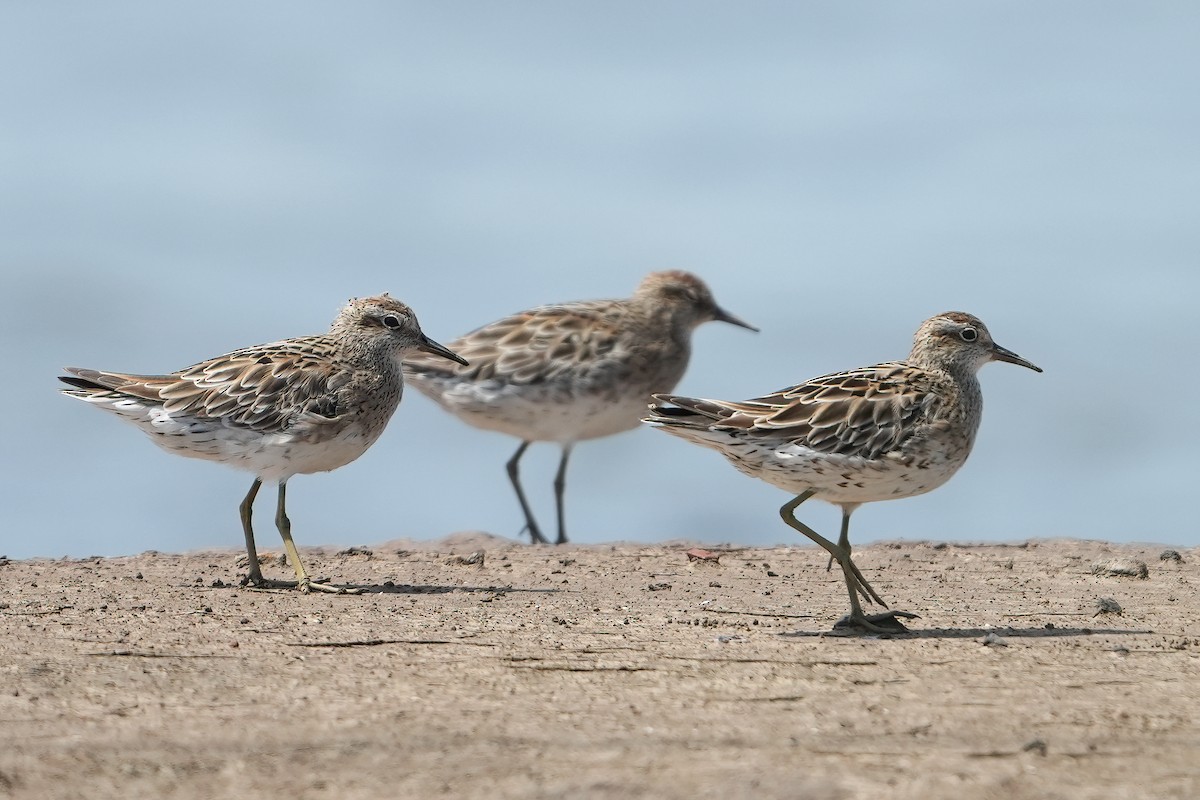 Sharp-tailed Sandpiper - ML477614451