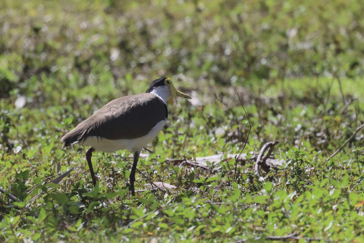 Masked Lapwing - ML477614951