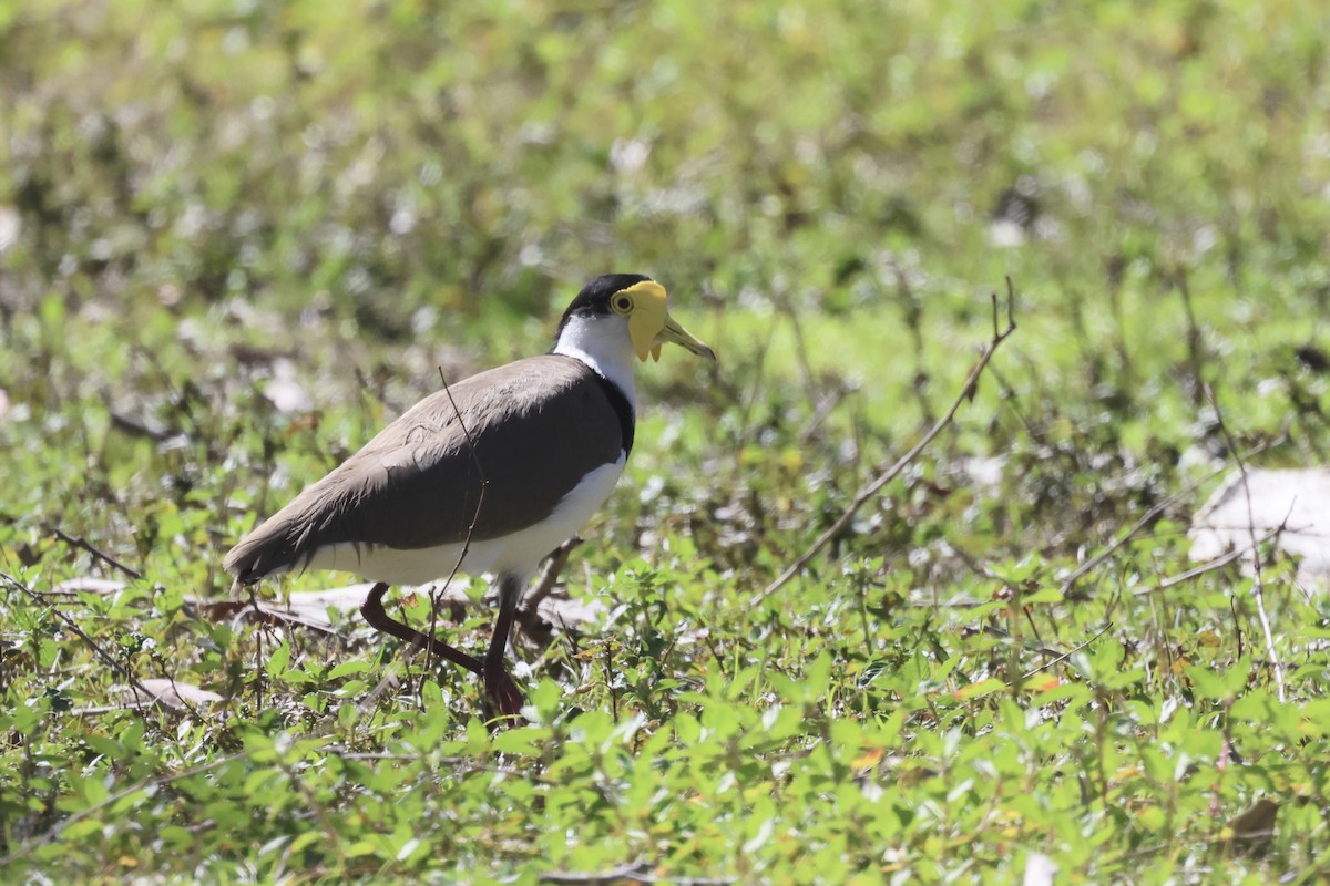 Masked Lapwing - ML477614961