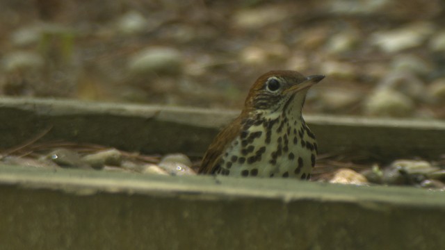 Wood Thrush - ML477615