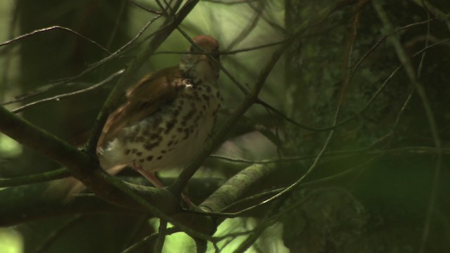 Wood Thrush - ML477617