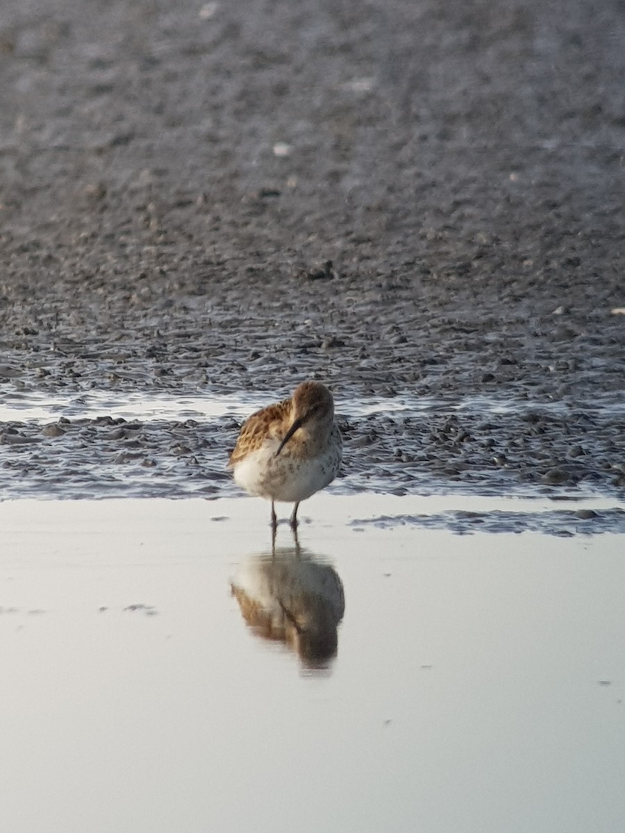 Dunlin - ML477617391