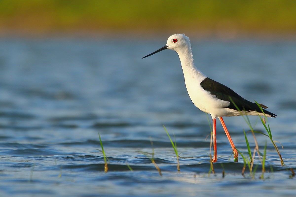 Black-winged Stilt - Liron Grau