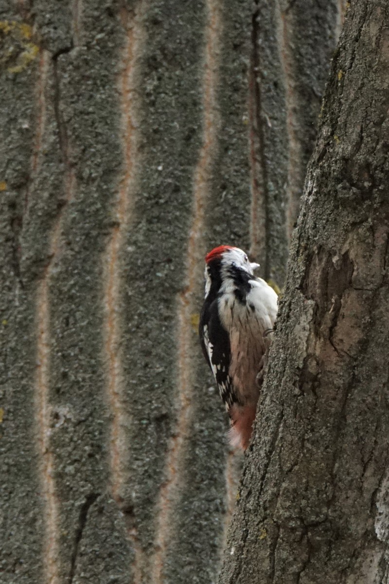 Middle Spotted Woodpecker - Jörg Albert