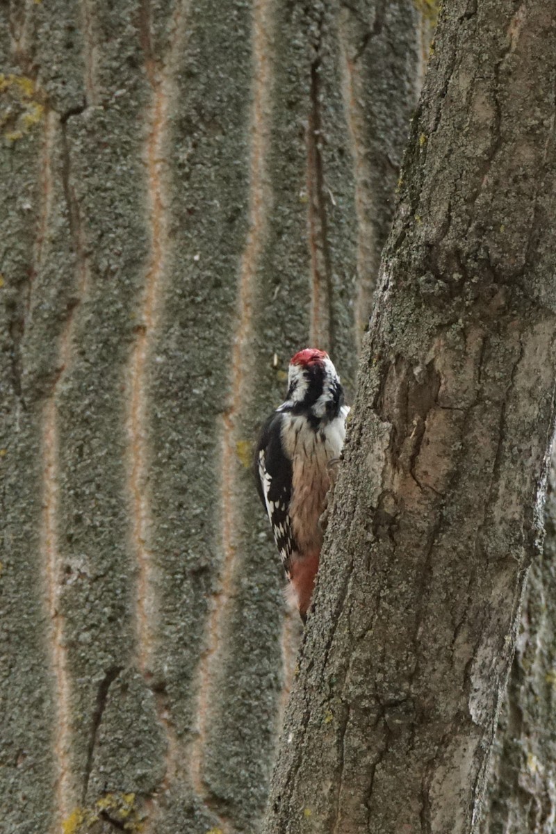 Middle Spotted Woodpecker - Jörg Albert
