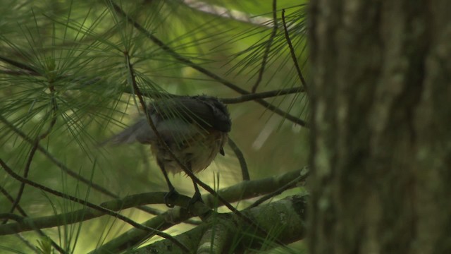 Tufted Titmouse - ML477619