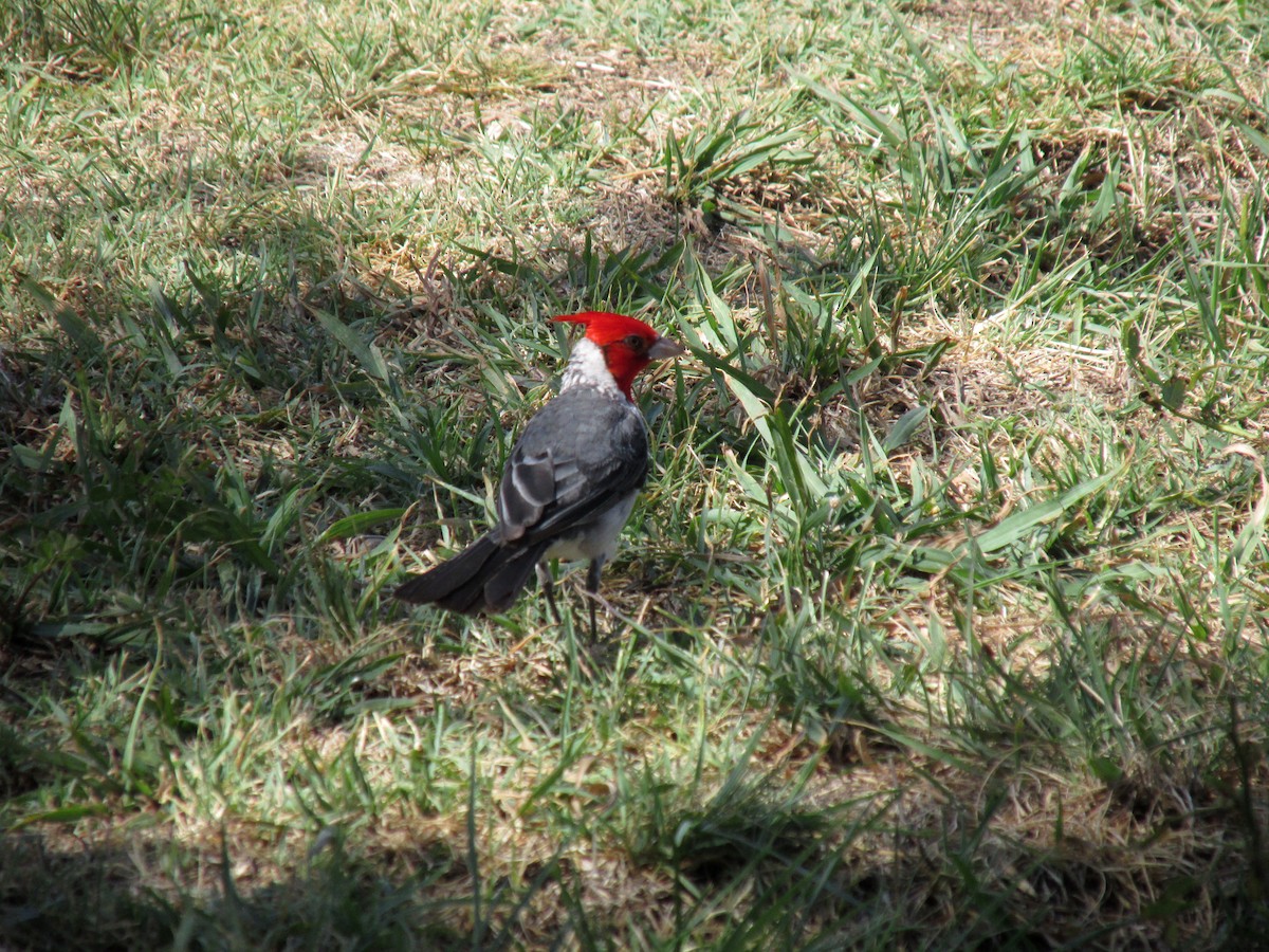 Red-crested Cardinal - ML47761911