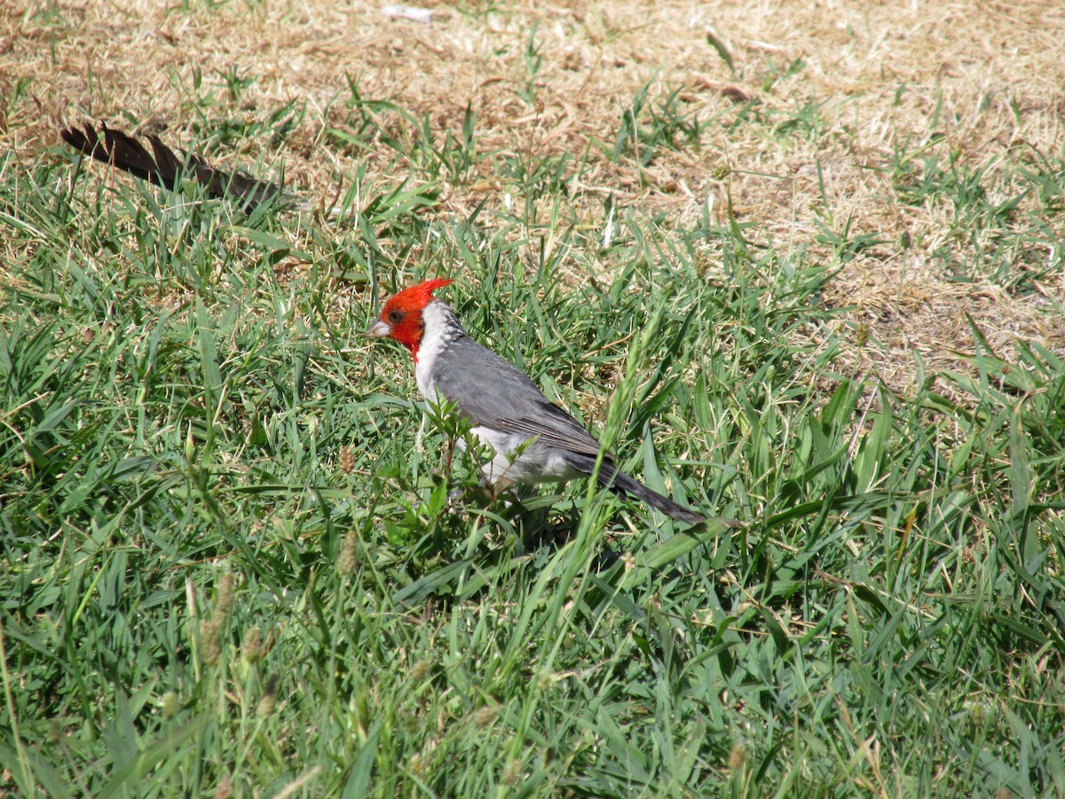 Red-crested Cardinal - ML47761931