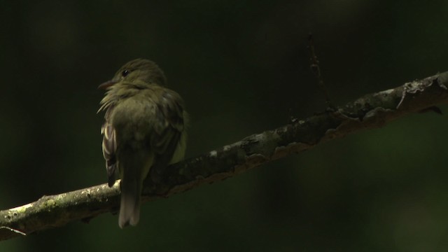 Acadian Flycatcher - ML477620