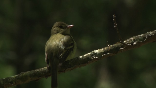 Buchenschnäppertyrann - ML477621