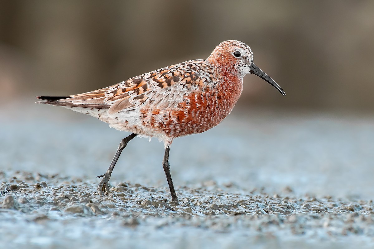 Curlew Sandpiper - Natthaphat Chotjuckdikul