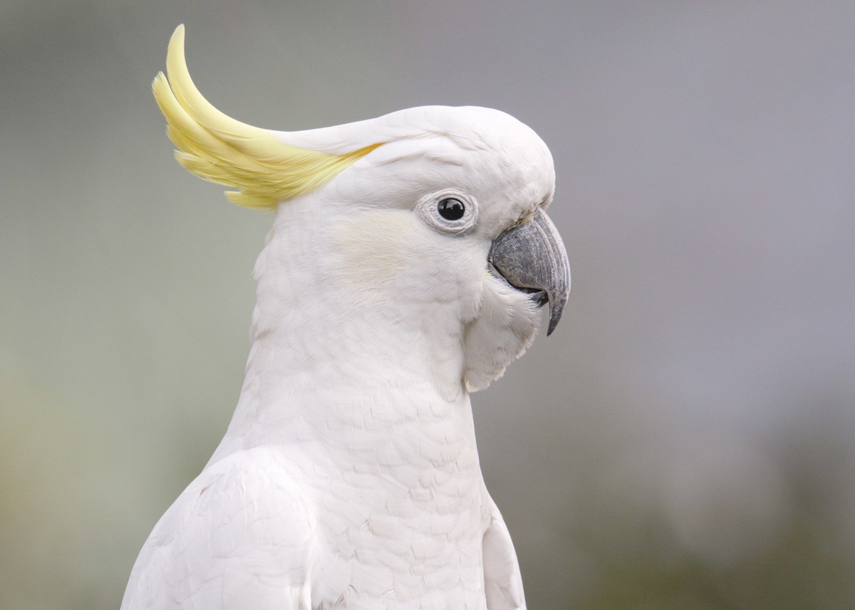 Sulphur-crested Cockatoo - ML477621651