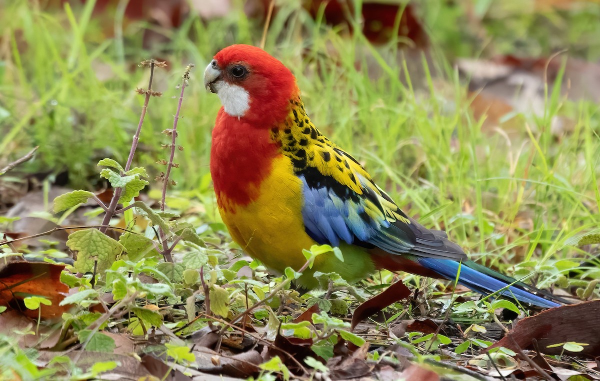 Eastern Rosella - ML477622001