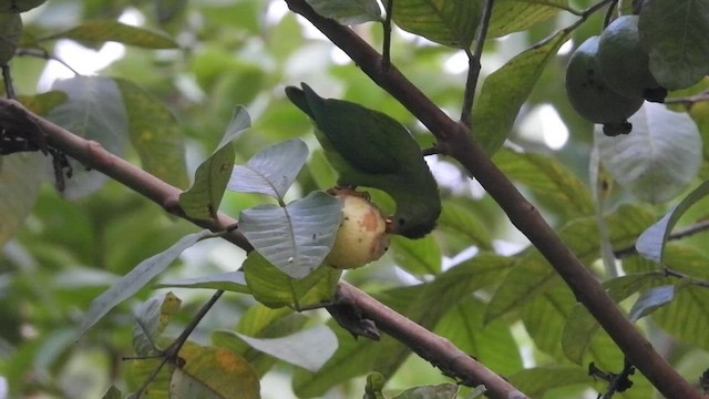 Vernal Hanging-Parrot - ML477622831