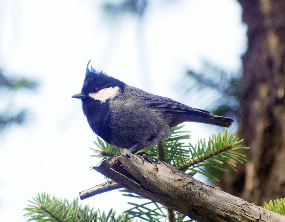 Rufous-naped Tit - ML477622871