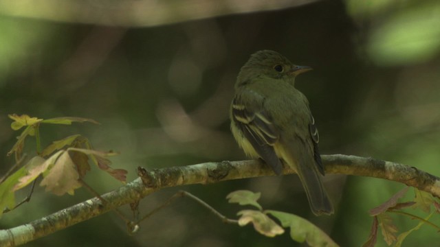 Moucherolle vert - ML477623