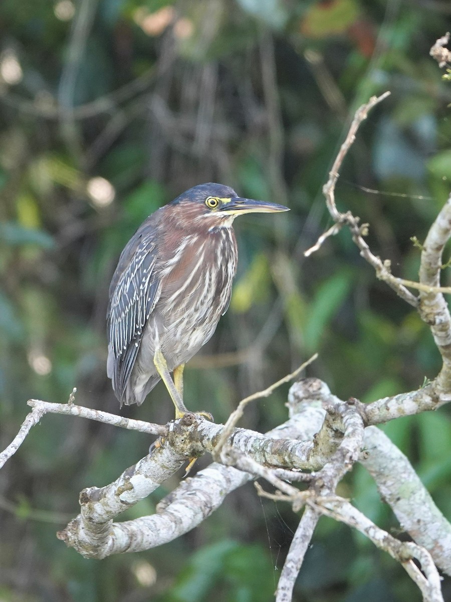 Green Heron (virescens/bahamensis) - ML477623291