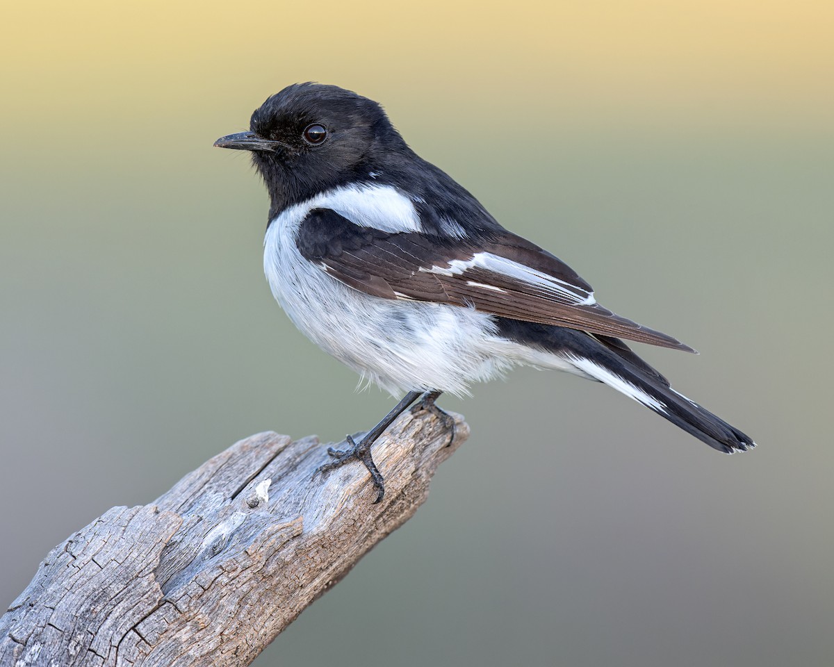 Hooded Robin - ML477623931