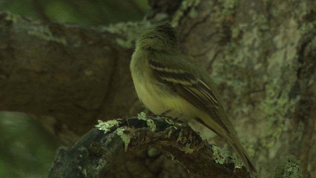 Acadian Flycatcher - ML477624