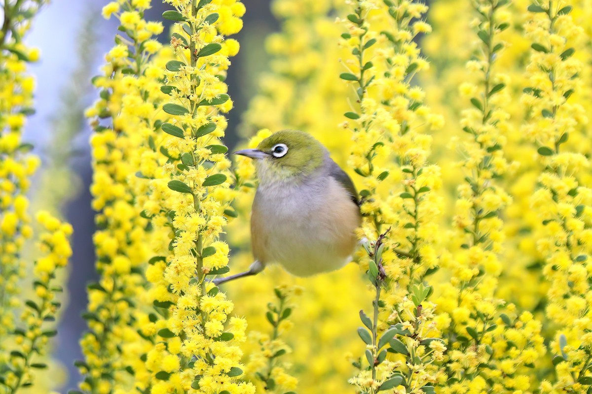 Silvereye - ML477624681