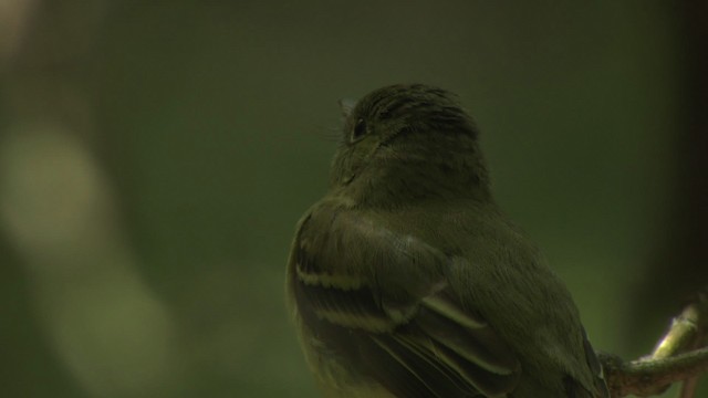 חטפית ירקרקה - ML477625